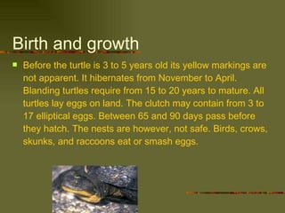 Birth and growth Before the turtle is 3 to 5 years old its yellow markings are not apparent. It hibernates from November to April. Blanding turtles require from 15 to 20 years to mature. All turtles lay eggs on land. The clutch may contain from 3 to 17 elliptical eggs. Between 65 and 90 days pass before they hatch. The nests are however, not safe. Birds, crows, skunks, and raccoons eat or smash eggs. 