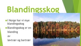 Blandingsskog 
I Norge har vi mye 
blandingsskog 
Blandingsskog er en 
blanding 
av 
løvtrær og bartrær 
 