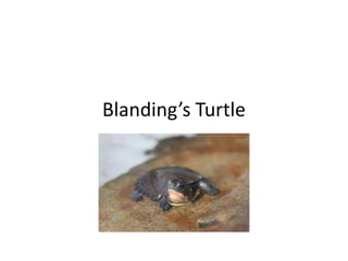 Blanding’s Turtle
 