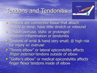 Tendons and Tendonitis
• Tendons are connective tissue that attach
muscle to bone; have little stretch or rebound
• Tendon overuse, static or prolonged
position=inflammation or tendonitis
• Tendons of wrist & hand very small; @ high risk
for injury w/ overuse
• “Tennis elbow” or lateral epicondylitis affects
finger extensor tendons outside of elbow
• “Golfer’s elbow” or medical epicondylitis affects
finger flexor tendons inside of elbow
 