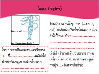 ไฮดรา (hydra)
มีเซลล์ประสาทเล็กๆ ยาวๆ (sensory
cell) มาเชื่อมโยงกันเป็นร่างแหครอบคลุม
ตัวไว้ทั้งหมด เรียก ………………………
………………………………………………
……………………………………………..
เมื่อมีสิ่งเร้ามากระตุ้นกระแสประสาทจะ
เคลื่อนที่ไปตามร่างแหประสาทจากจุดที่
กระตุ้น แพร่กระจายไปทั้งตัว
ในระบบทางเดินอาหารของคนมีnerve
net ที่…………………………ผนังล้าไส้
ท้าหน้าที่ควบคุมการเคลื่อนไหวแบบ
……………………………………………
 