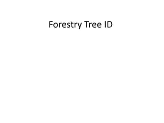 Forestry Tree ID 
 