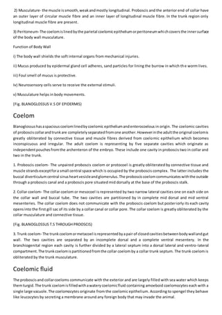 Blanoglossus (b.sc. ii)zoology | DOCX