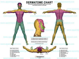 Dermition Pattern Blaschkoid dermatitis | PPTX