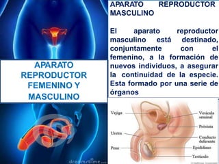 MASCULINO
APARATO REPRODUCTOR
MASCULINO
El aparato reproductor
masculino está destinado,
conjuntamente con el
femenino, a la formación de
nuevos individuos, a asegurar
la continuidad de la especie.
Esta formado por una serie de
órganos
APARATO
REPRODUCTOR
FEMENINO Y
 