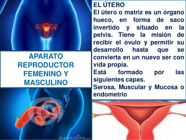 Cuadros Comparativos Entre Sistema Reproductor Femenino Y Masculino B22