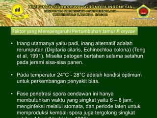 Faktor yang Mempengaruhi Pertumbuhan Jamur P. oryzae
• Inang utamanya yaitu padi, inang alternatif adalah
rerumputan (Digitaria cilaris, Echinochloa colona) (Teng
et al, 1991). Miselia patogen bertahan selama setahun
pada jerami sisa-sisa panen.
• Pada temperatur 24°C - 28°C adalah kondisi optimum
untuk perkembangan penyakit blas.
• Fase penetrasi spora cendawan ini hanya
membutuhkan waktu yang singkat yaitu 6 – 8 jam,
menginfeksi melalui stomata, dan periode laten untuk
memproduksi kembali spora juga tergolong singkat
 