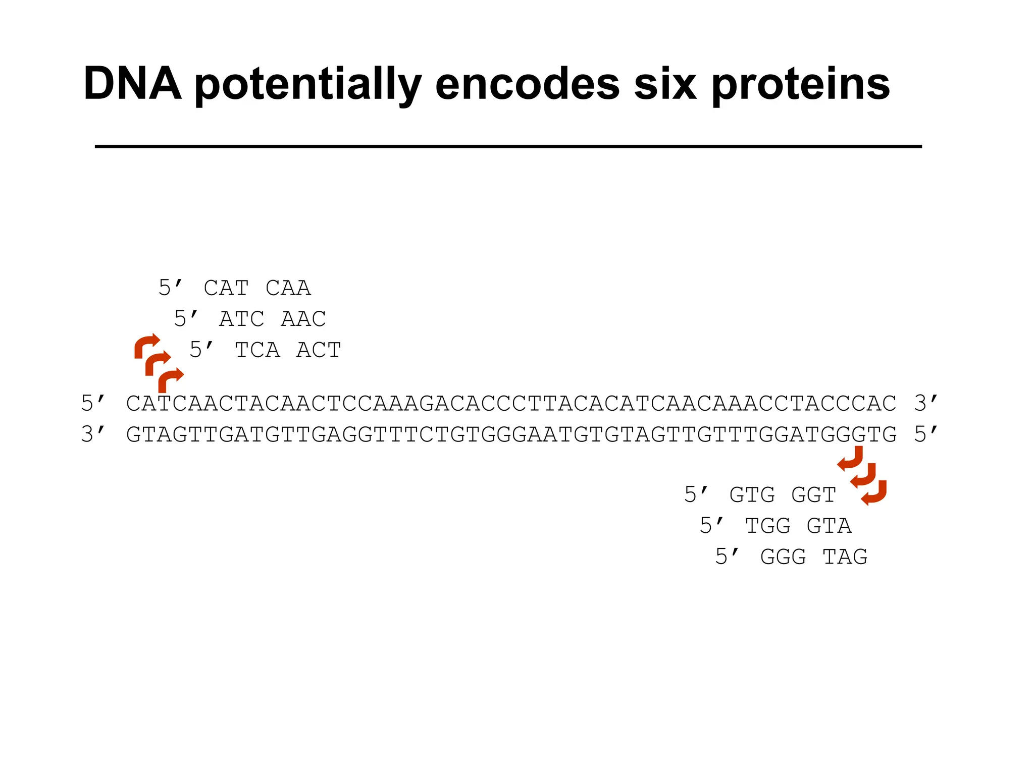 DNA potentially encodes six proteins
5’ CAT CAA
5’ ATC AAC
5’ TCA ACT
5’ GTG GGT
5’ TGG GTA
5’ GGG TAG
5’ CATCAACTACAACTCCAAAGACACCCTTACACATCAACAAACCTACCCAC 3’
3’ GTAGTTGATGTTGAGGTTTCTGTGGGAATGTGTAGTTGTTTGGATGGGTG 5’
 