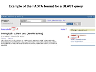 Example of the FASTA format for a BLAST query
 