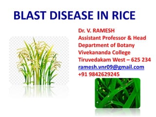 Dr. V. RAMESH
Assistant Professor & Head
Department of Botany
Vivekananda College
Tiruvedakam West – 625 234
ramesh.vnr09@gmail.com
+91 9842629245
BLAST DISEASE IN RICE
 
