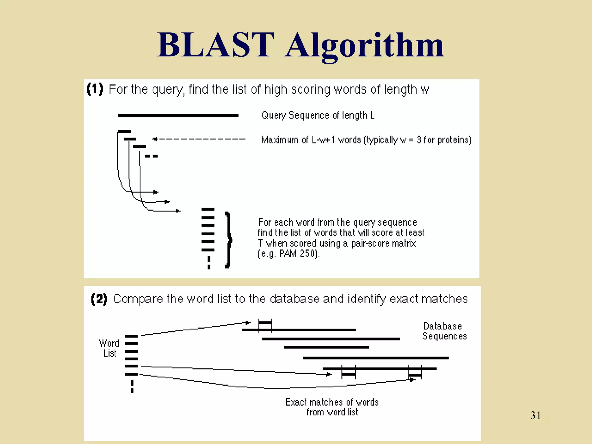 BLAST Algorithm




                  31
 