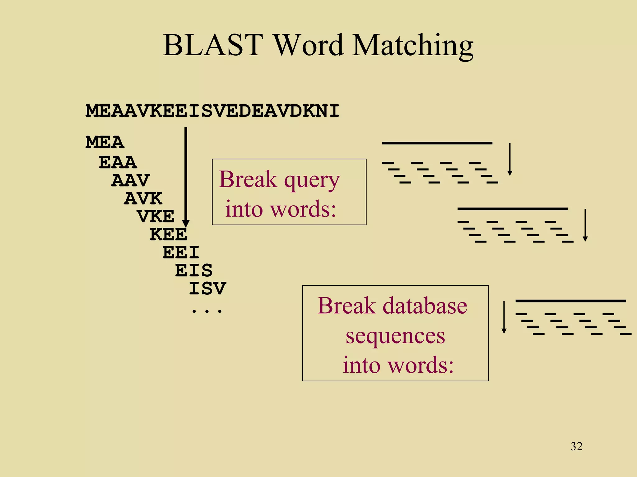 BLAST Word Matching
MEAAVKEEISVEDEAVDKNI
MEA
 EAA
  AAV        Break query
    AVK
     VKE     into words:
      KEE
       EEI
         EIS
          ISV
          ...         Break database
                        sequences
                        into words:


                                       32
 