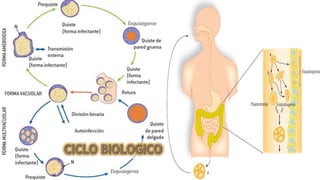 Blastocistosis (Blastocystis hominis)
