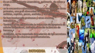 Blastocistosis (Blastocystis hominis)