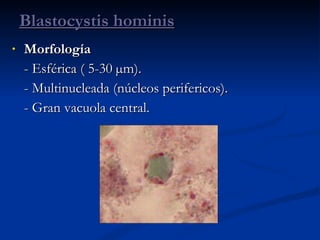 Morfología - Esférica ( 5-30  µm). - Multinucleada (núcleos perifericos). - Gran vacuola central. Blastocystis hominis 