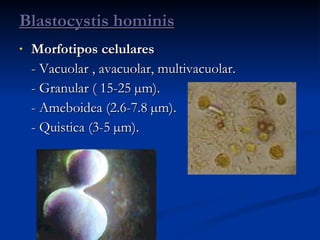 Morfotipos celulares - Vacuolar , avacuolar, multivacuolar.  - Granular ( 15-25  µm). - Ameboidea (2.6-7.8  µm). - Quistica (3-5  µm). Blastocystis hominis 