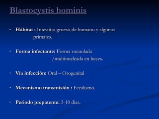 Hábitat :  Intestino grueso de humano y algunos  primates.   Forma infectante:  Forma vacuolada  /multinucleada en heces. Vía infección:  Oral – Orogenital Mecanismo transmisión :  Fecalismo. Periodo prepatente:  3-10 dias. Blastocystis hominis 