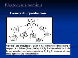 Formas de reproducción Blastocystis hominis 
