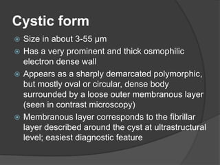 Cystic form
 Size in about 3-55 µm
 Has a very prominent and thick osmophilic
  electron dense wall
 Appears as a sharply demarcated polymorphic,
  but mostly oval or circular, dense body
  surrounded by a loose outer membranous layer
  (seen in contrast microscopy)
 Membranous layer corresponds to the fibrillar
  layer described around the cyst at ultrastructural
  level; easiest diagnostic feature
 
