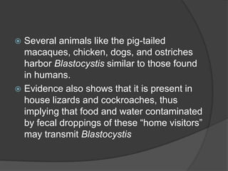  Several animals like the pig-tailed
  macaques, chicken, dogs, and ostriches
  harbor Blastocystis similar to those found
  in humans.
 Evidence also shows that it is present in
  house lizards and cockroaches, thus
  implying that food and water contaminated
  by fecal droppings of these “home visitors”
  may transmit Blastocystis
 