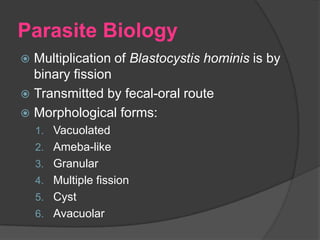 Parasite Biology
 Multiplication of Blastocystis hominis is by
  binary fission
 Transmitted by fecal-oral route
 Morphological forms:
    1. Vacuolated
    2. Ameba-like
    3. Granular
    4. Multiple fission
    5. Cyst
    6. Avacuolar
 