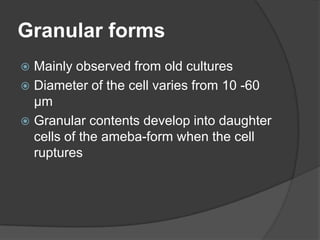 Granular forms
 Mainly observed from old cultures
 Diameter of the cell varies from 10 -60
  µm
 Granular contents develop into daughter
  cells of the ameba-form when the cell
  ruptures
 