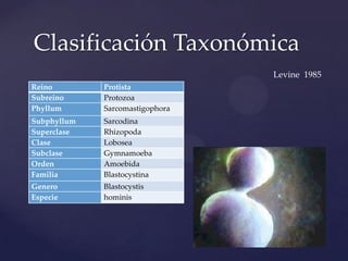 Clasificación Taxonómica
                                 Levine 1985
Reino        Protista
Subreino     Protozoa
Phyllum      Sarcomastigophora
Subphyllum   Sarcodina
Superclase   Rhizopoda
Clase        Lobosea
Subclase     Gymnamoeba
Orden        Amoebida
Familia      Blastocystina
Genero       Blastocystis
Especie      hominis
 