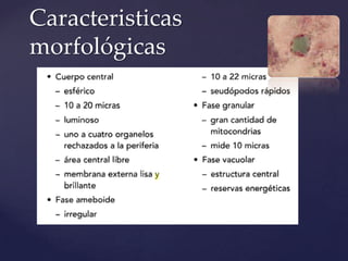 Caracteristicas
morfológicas
 