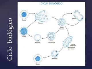 Ciclo biológico
 