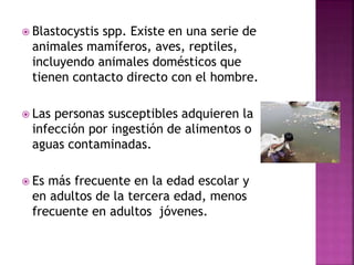  Blastocystis spp. Existe en una serie de
animales mamíferos, aves, reptiles,
incluyendo animales domésticos que
tienen contacto directo con el hombre.
 Las personas susceptibles adquieren la
infección por ingestión de alimentos o
aguas contaminadas.
 Es más frecuente en la edad escolar y
en adultos de la tercera edad, menos
frecuente en adultos jóvenes.
 