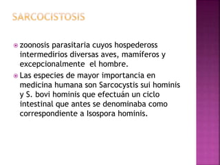  zoonosis parasitaria cuyos hospedeross
intermedirios diversas aves, mamíferos y
excepcionalmente el hombre.
 Las especies de mayor importancia en
medicina humana son Sarcocystis sui hominis
y S. bovi hominis que efectuán un ciclo
intestinal que antes se denominaba como
correspondiente a Isospora hominis.
 