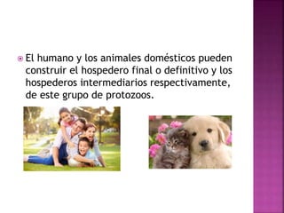  El humano y los animales domésticos pueden
construir el hospedero final o definitivo y los
hospederos intermediarios respectivamente,
de este grupo de protozoos.
 