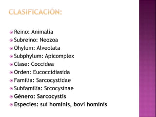  Reino: Animalia
 Subreino: Neozoa
 Ohylum: Alveolata
 Subphylum: Apicomplex
 Clase: Coccidea
 Orden: Eucoccidiasida
 Familia: Sarcocystidae
 Subfamilia: Srcocysinae
 Género: Sarcocystis
 Especies: sui hominis, bovi hominis
 