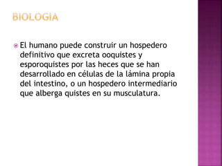  El humano puede construir un hospedero
definitivo que excreta ooquistes y
esporoquistes por las heces que se han
desarrollado en células de la lámina propia
del intestino, o un hospedero intermediario
que alberga quistes en su musculatura.
 