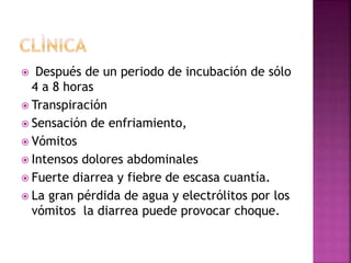  Después de un periodo de incubación de sólo
4 a 8 horas
 Transpiración
 Sensación de enfriamiento,
 Vómitos
 Intensos dolores abdominales
 Fuerte diarrea y fiebre de escasa cuantía.
 La gran pérdida de agua y electrólitos por los
vómitos la diarrea puede provocar choque.
 