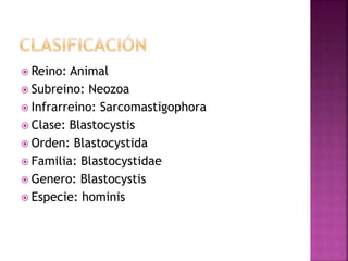  Reino: Animal
 Subreino: Neozoa
 Infrarreino: Sarcomastigophora
 Clase: Blastocystis
 Orden: Blastocystida
 Familia: Blastocystidae
 Genero: Blastocystis
 Especie: hominis
 