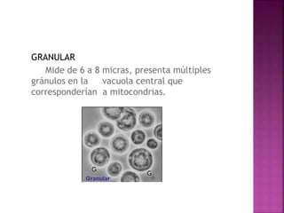 GRANULAR
Mide de 6 a 8 micras, presenta múltiples
gránulos en la vacuola central que
corresponderían a mitocondrias.
 