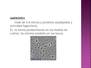 AMEBOIDEA
mide de 2-6 micras y presenta seudópodos y
actividad fagocitaria.
Es la forma predominante en los medios de
cultivo. Se elimina también en las heces.
 