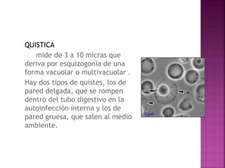 QUISTICA
mide de 3 a 10 micras que
deriva por esquizogonia de una
forma vacuolar o multivacuolar .
Hay dos tipos de quistes, los de
pared delgada, que se rompen
dentro del tubo digestivo en la
autoinfección interna y los de
pared gruesa, que salen al medio
ambiente.
 