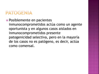  Posiblemente en pacientes
inmunocomprometidos actúa como un agente
oportunista y en algunos casos aislados en
inmunocomprometidos presente
patogenicidad selectiva, pero en la mayoría
de los casos no es patógeno, es decir, actúa
como comensal.
 