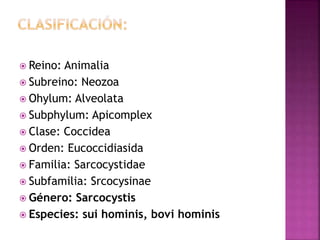 Blastocystis hominis 