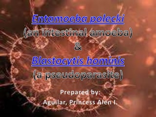 Blastocystis hominis and e. polecki
