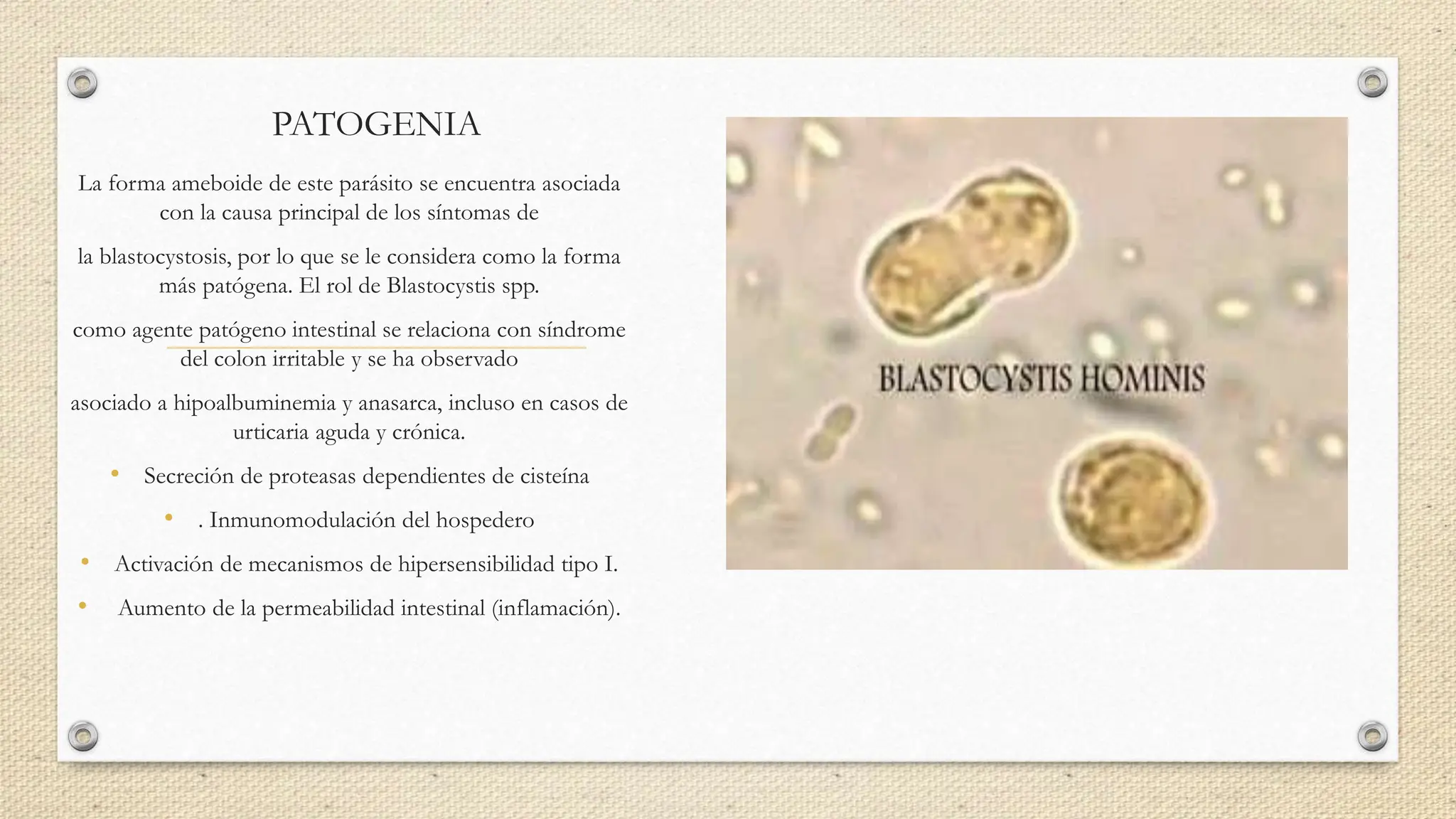 Blastocystis homnis parasitologia clinica | PPTX