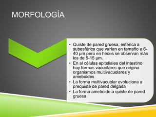 MORFOLOGÍA
• Quiste de pared gruesa, esférica a
subesférica que varían en tamaño e 6-
40 μm pero en heces se observan más
los de 5-15 μm.
• En al células epiteliales del intestino
hay formas vacuolares que origina
organismos multivacuolares y
ameboides
• La forma multivacuolar evoluciona a
prequiste de pared delgada
• La forma ameboide a quiste de pared
gruesa
 