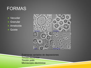 FORMAS
 Vacuolar
 Granular
 Ameboide
 Quiste
Exámenes seriados de deposiciones
Tinción tricrómica
Tinción yodo
Microscopia electrónica
 