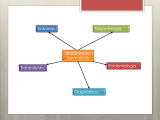 Blastomyces 
Dermatitidis 
Síntomas. 
Tratamiento. 
Fisiopatología. 
Diagnóstico. 
Epidemiología. 
 