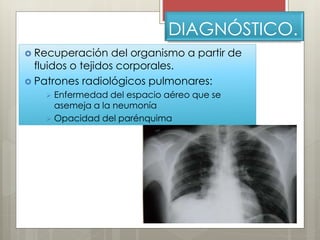 DIAGNÓSTICO. 
 Recuperación del organismo a partir de 
fluidos o tejidos corporales. 
 Patrones radiológicos pulmonares: 
 Enfermedad del espacio aéreo que se 
asemeja a la neumonía 
 Opacidad del parénquima 
 