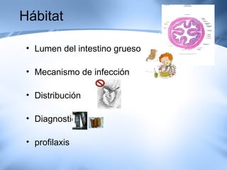 Hábitat <ul><li>Lumen del intestino grueso </li></ul><ul><li>Mecanismo de infección </li></ul><ul><li>Distribución </li></...