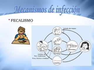 <ul><li>FECALISMO </li></ul>Mecanismos de infección  