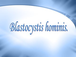 blastosistis Slide 2
